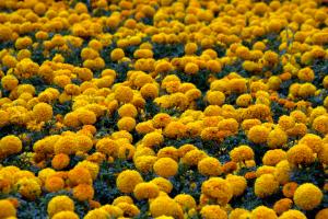 Tagetes