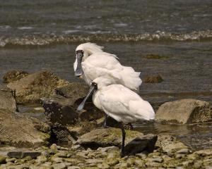 Royal spoonbill