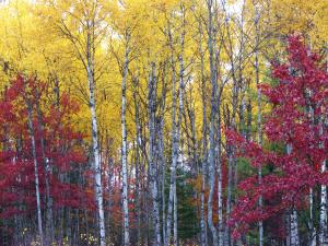 Birches
