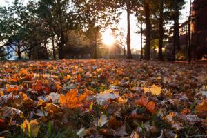 Autumn leaves