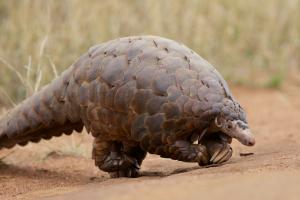 Pangolin