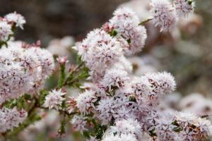 Calytrix tetragona