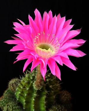 Cactus flower