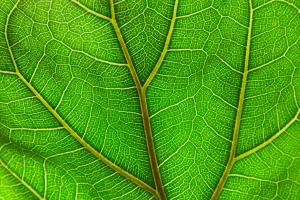 Fiddle-leaf fig