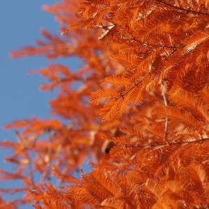 Dawn redwood