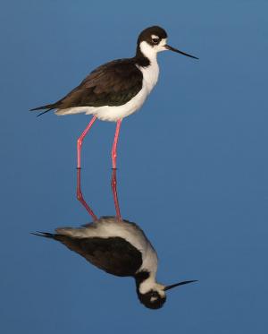 Cigüeñuela de cuello negro