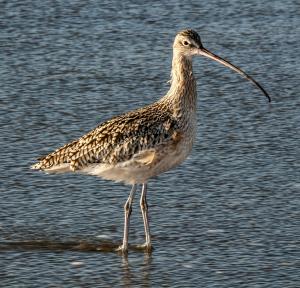 Long-billed curlew