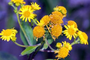 Verbesina alternifolia