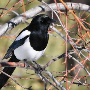 Black-billed magpie