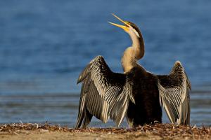 Australasian darter