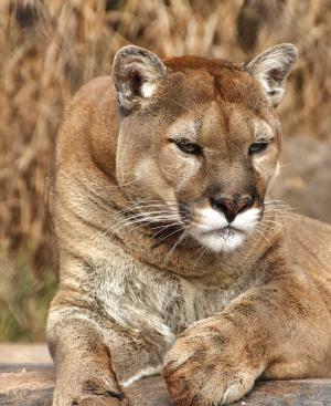 Mountain lion