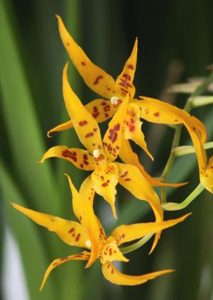 Brassia