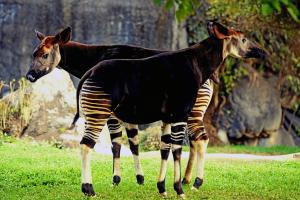 Okapis