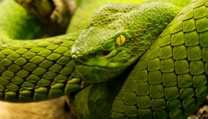 Green tree python