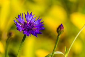 Cornflower