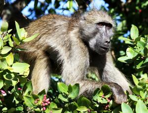 Chacma baboon