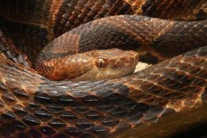 Serpiente cabeza de cobre