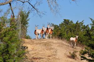 Scimitar oryx