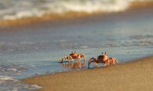 Ghost crabs