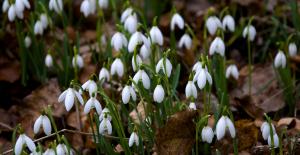 Snowdrop