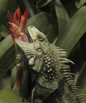 Iguana