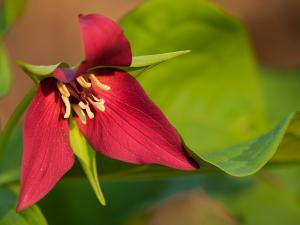 Trillium erectum