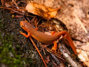 Eastern newt