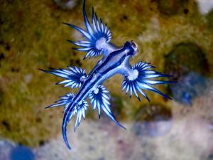 Glaucus atlanticus