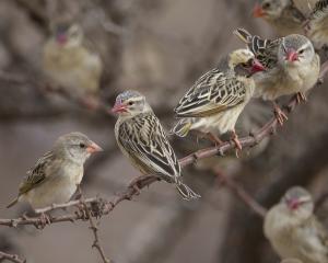 Red-billed quelea