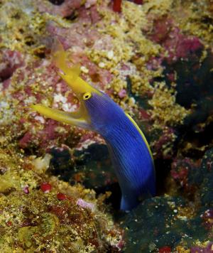 Ribbon eel