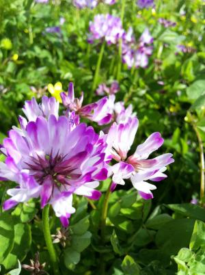 Milkvetch