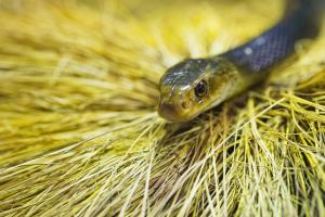 Coastal taipan