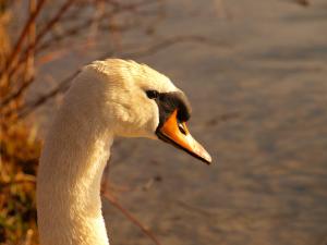 Cisne blanco