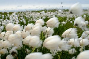 Eriophorum