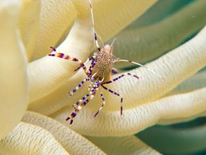 Cleaner shrimp