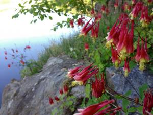 Aquilegia canadensis