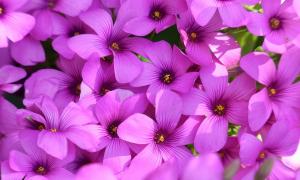 Oxalis