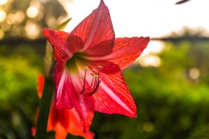 Amaryllis