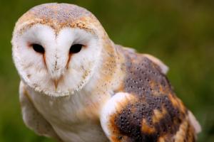 Barn owl