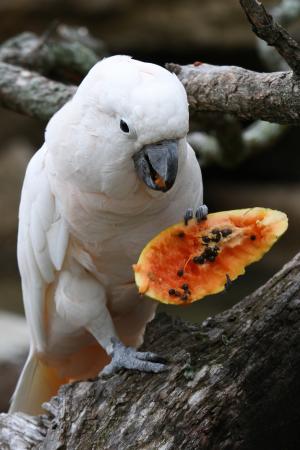 Cockatoo