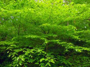 American beech