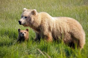 Brown bear