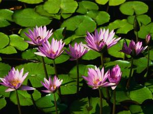 Water flowers