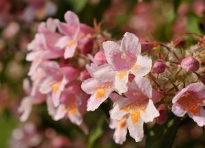 Beautybush flower