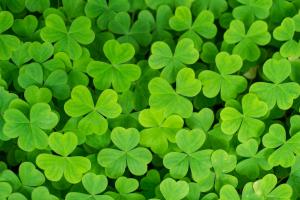 Clovers