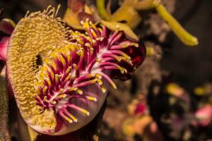 Cannonball tree