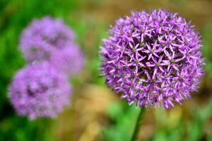 Allium