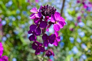 Erysimum