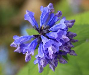 Nepeta subsessilis