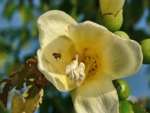 Ceiba insignis